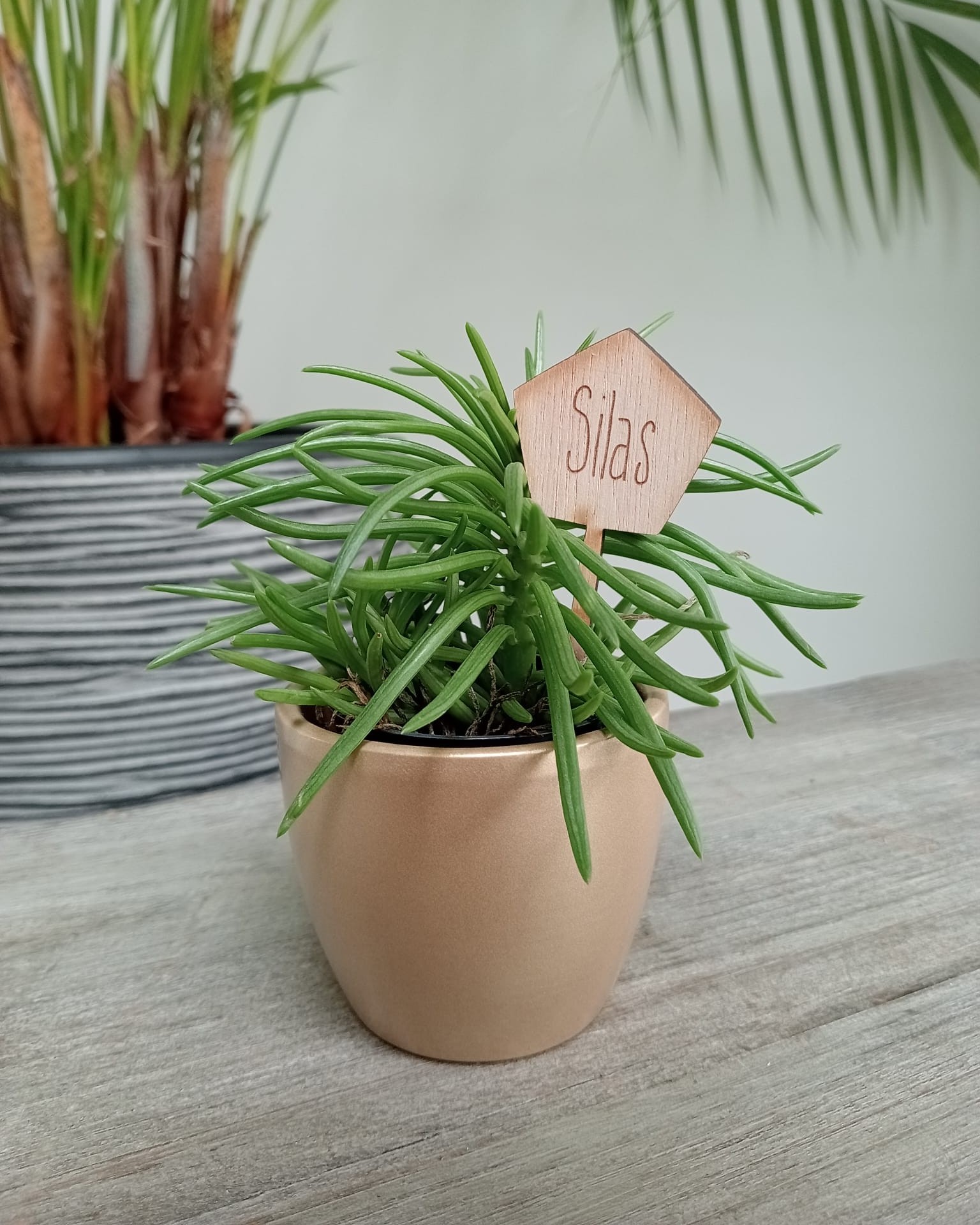 Plantenprikker in hout op maat - mini