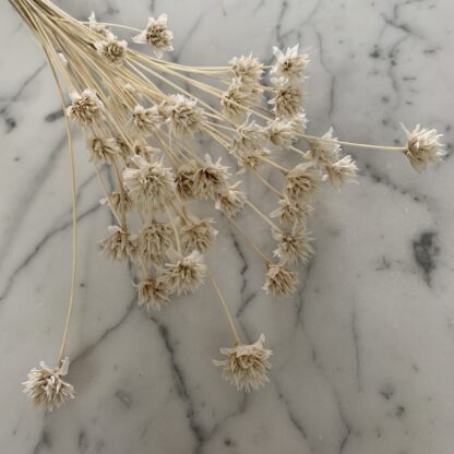 Hill flower - gebleekt wit