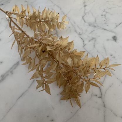 Ruscus - sahara naturel