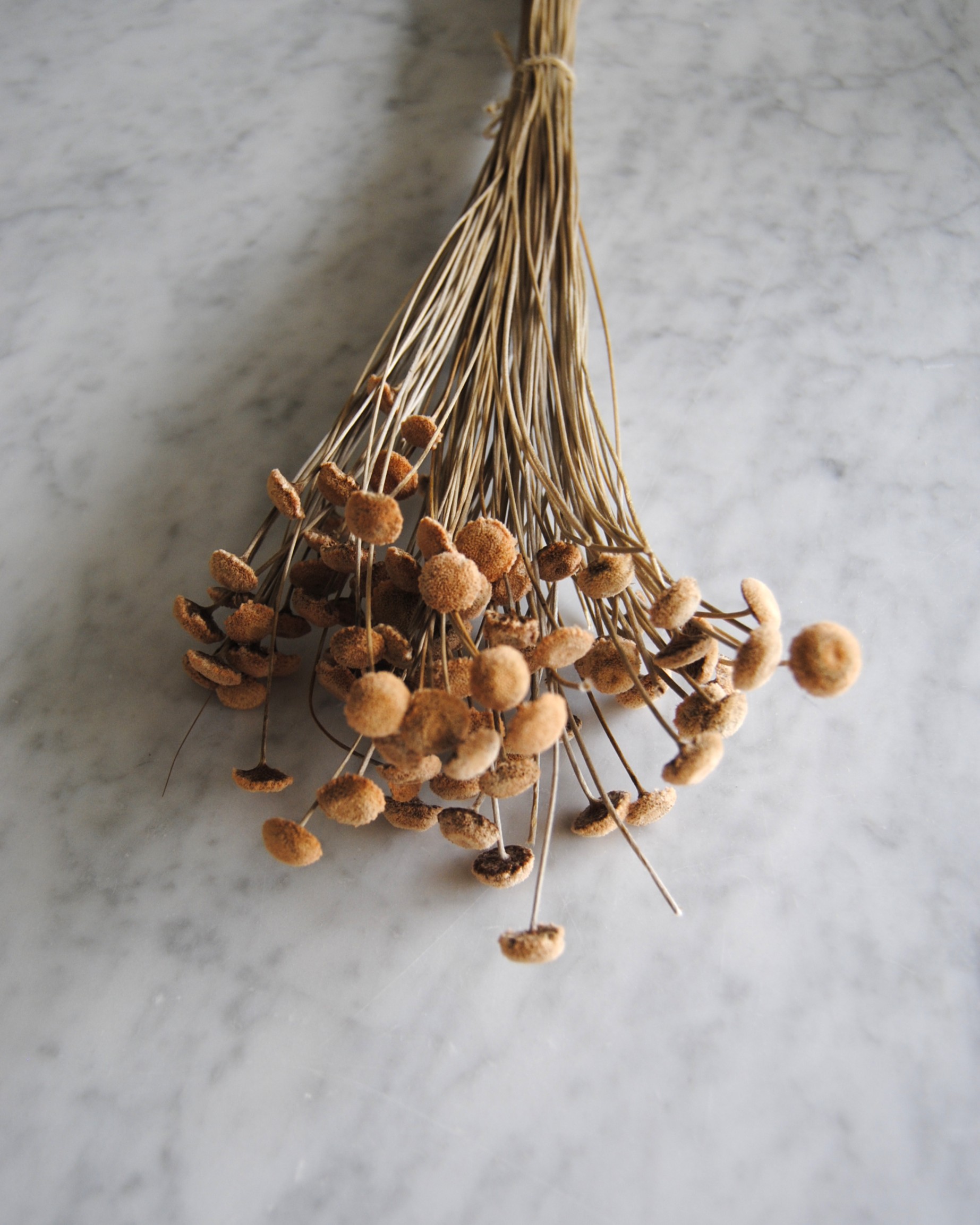 Botao branco terracotta