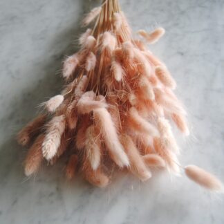 Lagurus Ovatus (hazenstaart) - lichtroze