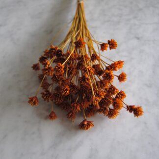 Hill flower terracotta