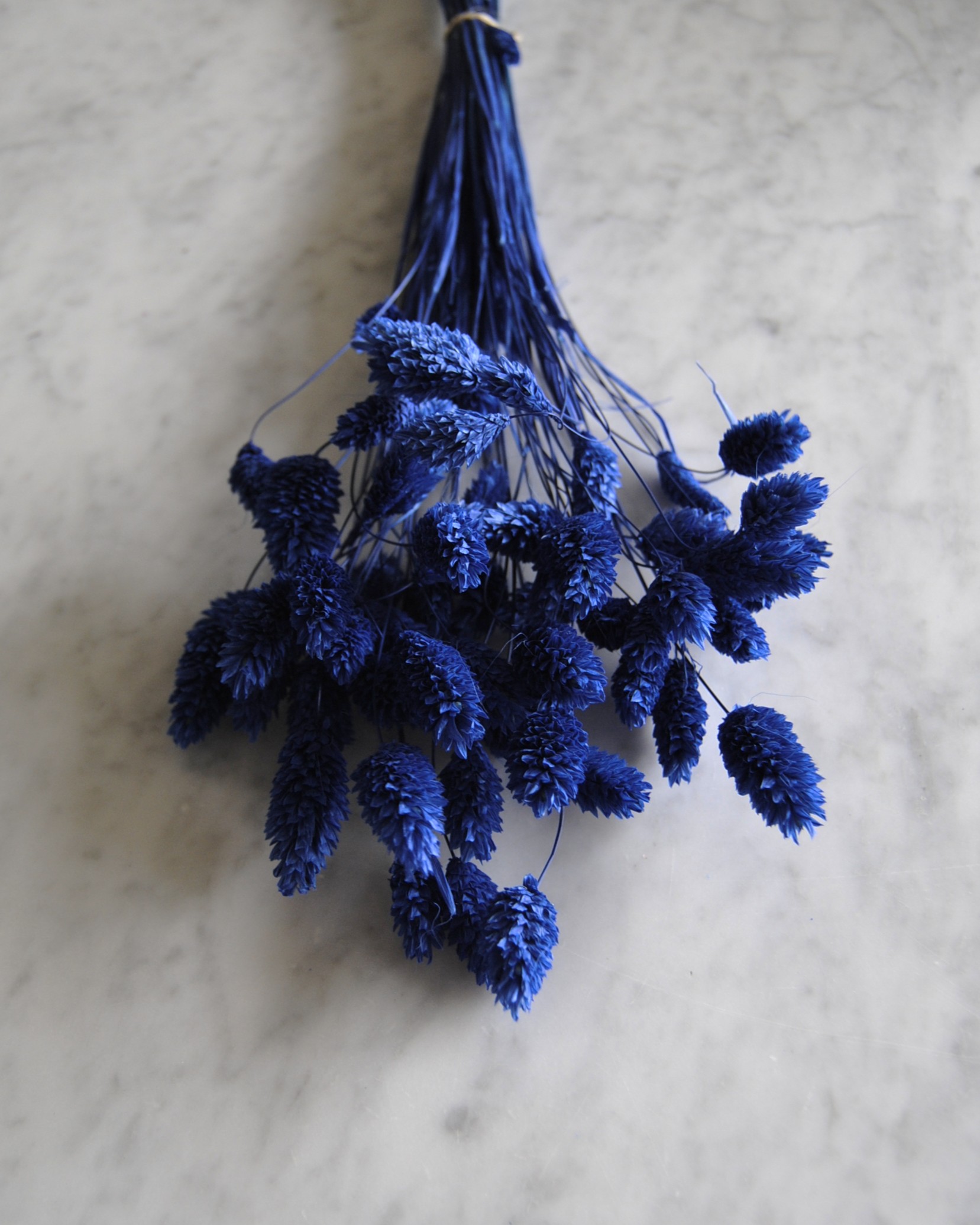 Phalaris blauw